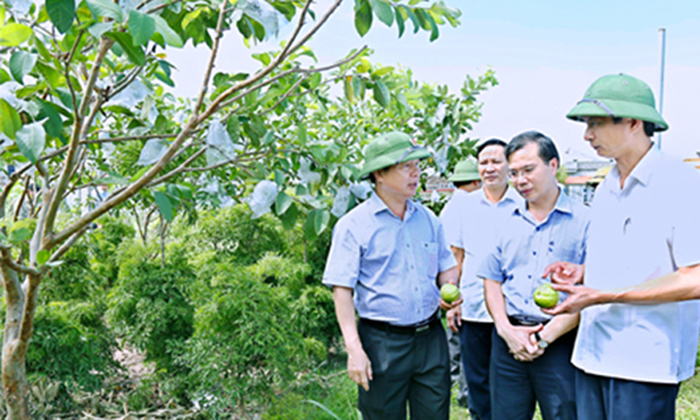 Thúc đẩy liên kết chuỗi giá trị nông sản