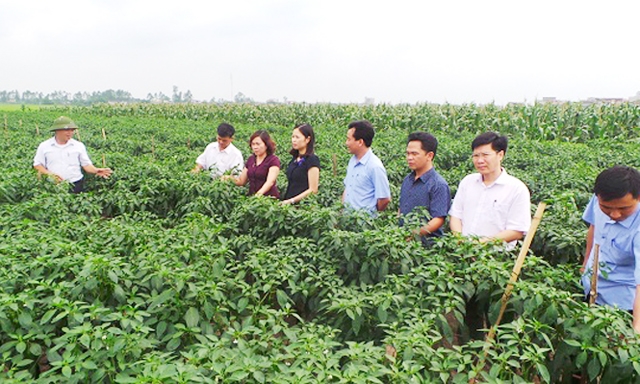 Mô hình trồng ớt của HTX đang cho hiệu quả cao