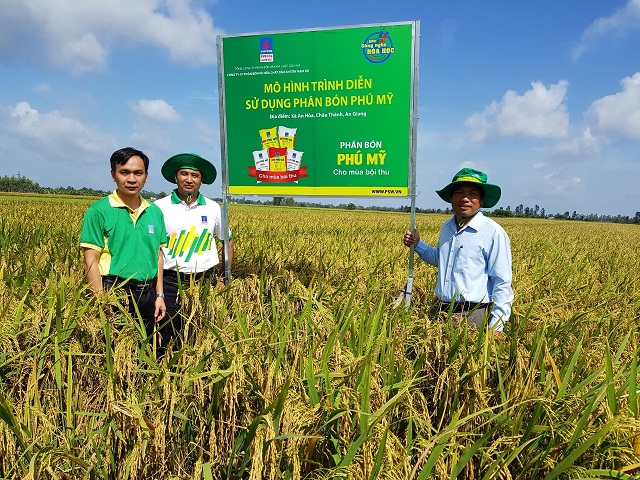Mô hình triển khai phân bón Phú Mỹ trên cây lúa