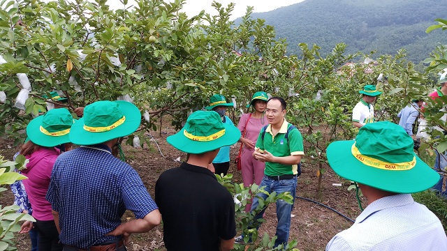 Mô hình triển khai phân bón Phú Mỹ trên cây ổi