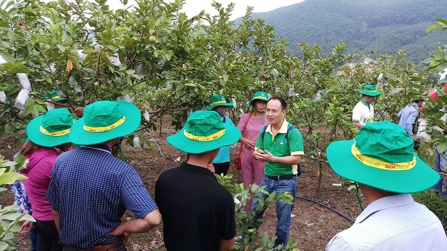 Mô hình triển khai phân bón Phú Mỹ trên cây ổi