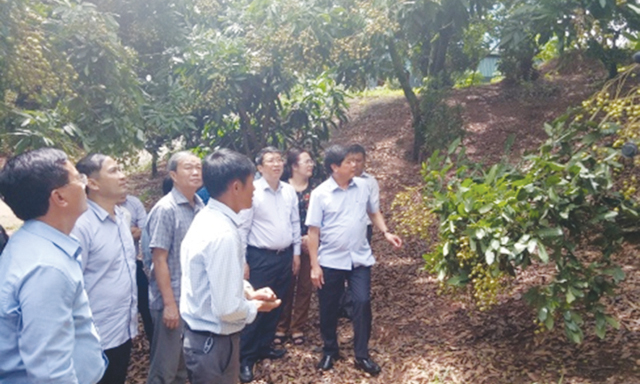 Mô hình nhãn ghép của HTX được nhiều địa phương tham quan, học tập kinh nghiệm