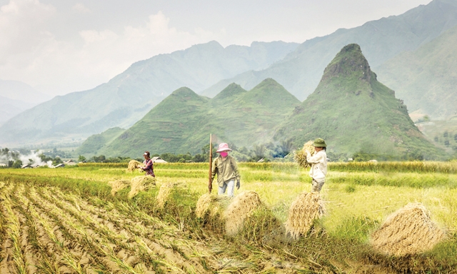 Tây Bắc là địa phương có diện tích đồi núi rộng lớn, thuận lợi cho phát triển nông - lâm sản