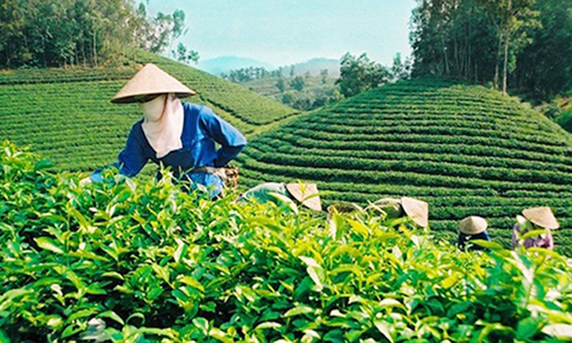 Xuất hiện DN Việt Nam nhưng do người Trung Quốc làm chủ, cạnh tranh quyết liệt với các DN chè trong nước trong việc thu mua nguyên liệu