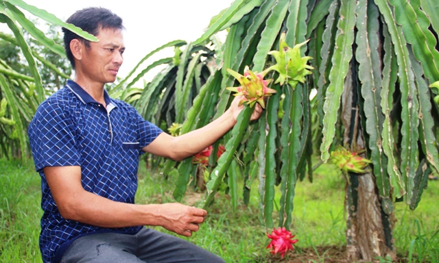 Thanh long ruột đỏ đang là cây chủ lực của trang trại ông Long