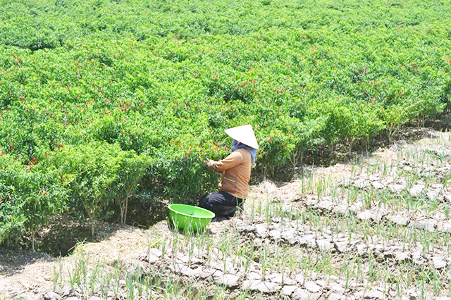 Các HTX ở Châu Thành đang hoạt động có hiệu quả và đảm bảo tốt công tác vệ sinh môi trường