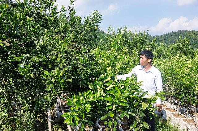 Các HTX ở Nà Rì đang đóng vai trò quan trọng trong xóa đói giảm nghèo, phát triển kinh tế địa phương