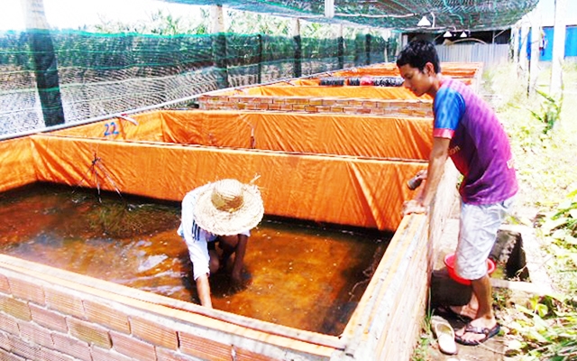 Khu ươm giống lươn của HTX Thuận Thiên