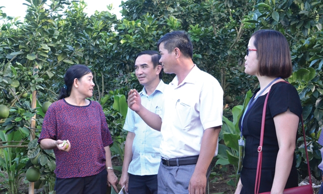 Đoàn tham quan mô hình trồng bưởi da xanh tại HTX Ngọc Lan