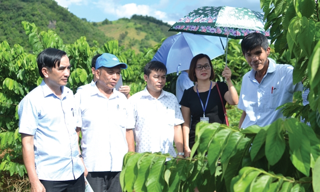 Ông Lê Xuân Hòa (ngoài cùng bên phải) giới thiệu sản phẩm na hoàng hậu cho đoàn tham quan