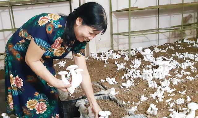 Bà Đoàn Thị Nga - Giám đốc HTX TCMN An Dương đang chăm sóc trại nấm