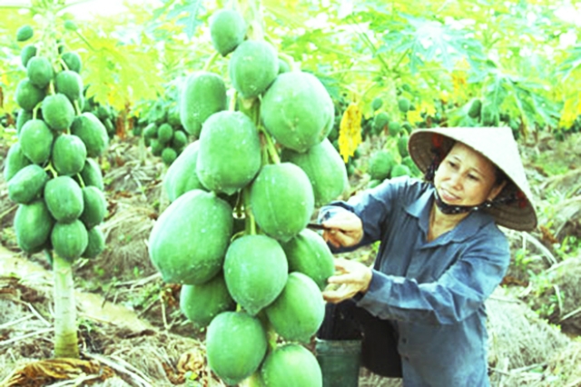 Các mô hình sản xuất, HTX nông nghiệp theo hướng an toàn đang được chú trọng phát triển tại các huyện ngoại thành Hà Nội