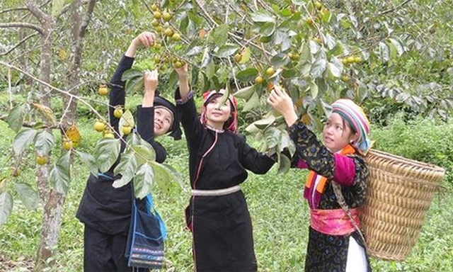 “Hồng không hạt Quản Bạ” đã được Cục Sở hữu trí tuệ cấp Giấy chứng nhận đăng ký CDĐL