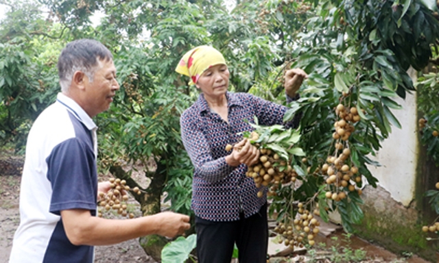 Nhãn của HTX Hồng Nam đang rộng cửa xuất khẩu
