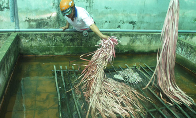 Mô hình nuôi lươn trong bể không bùn