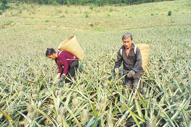 Năm 2017, Mường Chà thành lập 2 HTX để phát triển dứa thành sản phẩm chủ lực của huyện