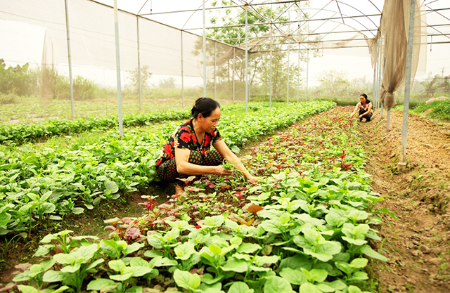 Sản xuất rau hữu cơ đang mở ra hướng đi hiệu quả cho người dân tỉnh Hà Tĩnh