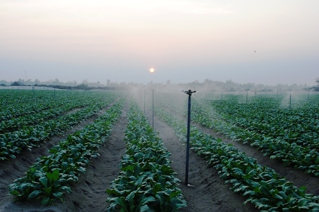 Cách tưới nước được HTX sử dụng hợp lý với từng loại rau