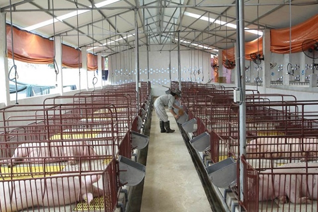 HTX Hợp Lực đã xây dựng môi trường lý tưởng cho lợn phát triển