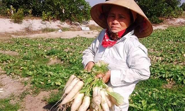 Thành viên HTX thu hoạch củ cải trắng