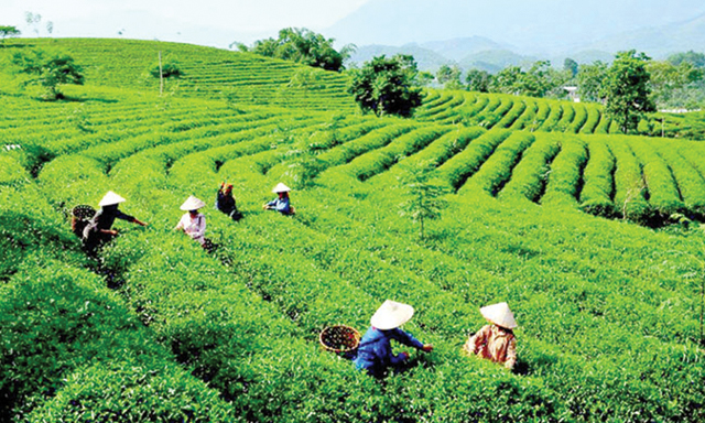 Khu nguyên liệu chè Mộc Châu