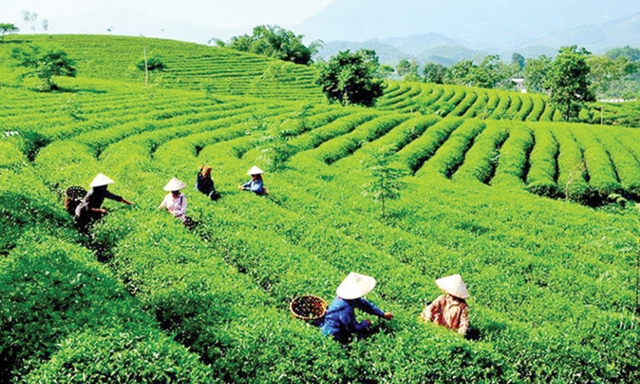 Khu nguyên liệu chè Mộc Châu