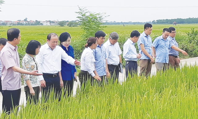 Chủ tịch Nguyễn Ngọc Bảo và Đoàn công tác tham quan mô hình HTX DVNN Nhân Lý