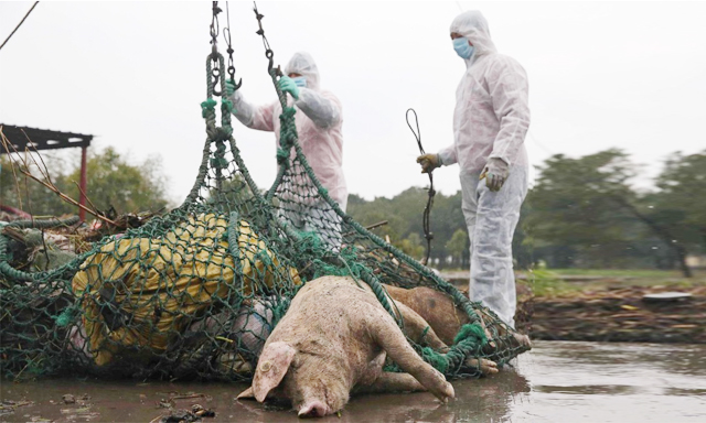 Người nuôi lợn Trung Quốc điêu đứng vì dịch cúm