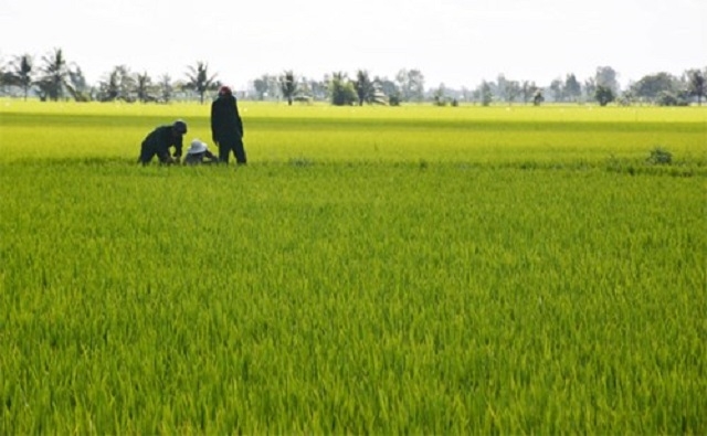 Xây dựng cánh đồng mẫu lớn là điều kiện thuận lợi giúp HTX ứng dụng kĩ thuật và bảo vệ môi trường