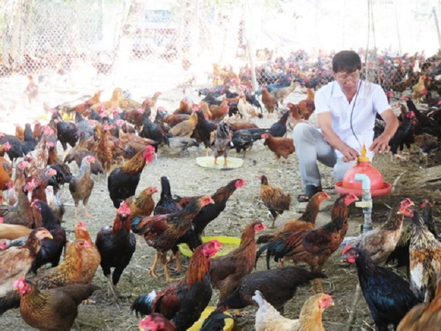 Sử dụng thức ăn ủ chua giúp gà tăng sức đề kháng