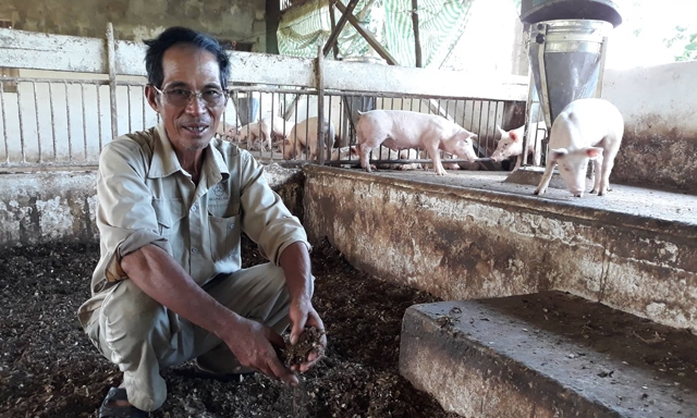 Đệm lót sinh học xử lý triệt để mùi hôi thối trong chăn nuôi lợn