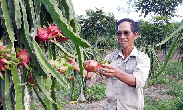 Mỗi năm, 1ha thanh long ruột đỏ cho thu nhập 150-200 triệu đồng