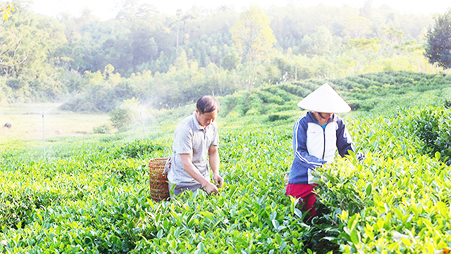 Thương hiệu chè xanh Yên Thế đang được nâng tầm nhờ hoạt động hiệu quả của các HTX