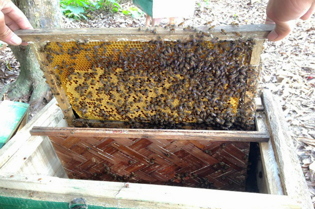 Thành viên HTX được trang bị đầy đủ kiến thức, kỹ thuật để phát triển đàn ong hiệu quả, an toàn