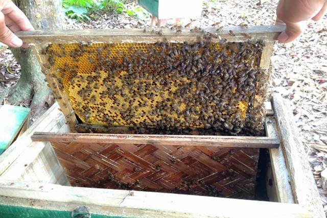 Thành viên HTX được trang bị đầy đủ kiến thức, kỹ thuật để phát triển đàn ong hiệu quả, an toàn