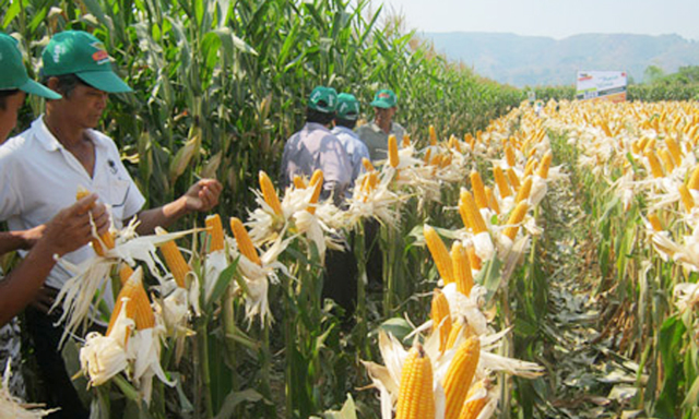 HTX đang bao tiêu hơn 400 ha ngô lai giống cho thành viên