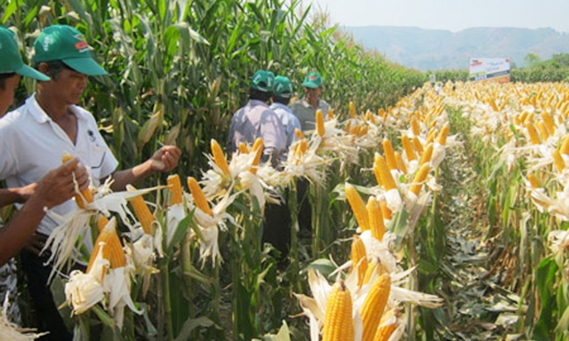 HTX đang bao tiêu hơn 400 ha ngô lai giống cho thành viên