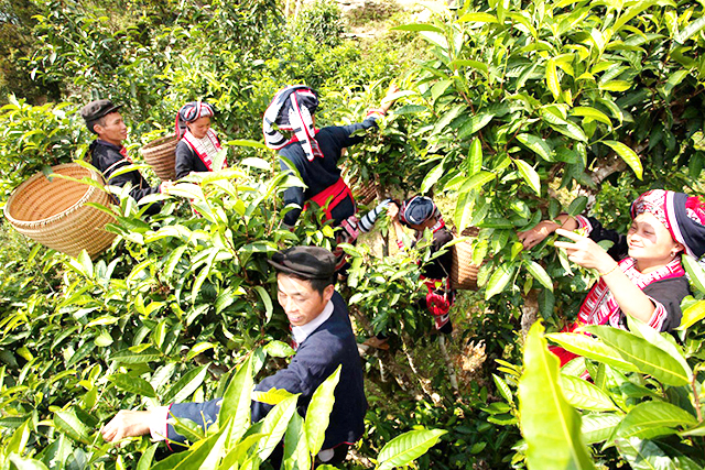 Hoàng Su Phì đang đẩy mạnh xây dựng OCOP với điểm tựa từ các HTX, THT nông nghiệp