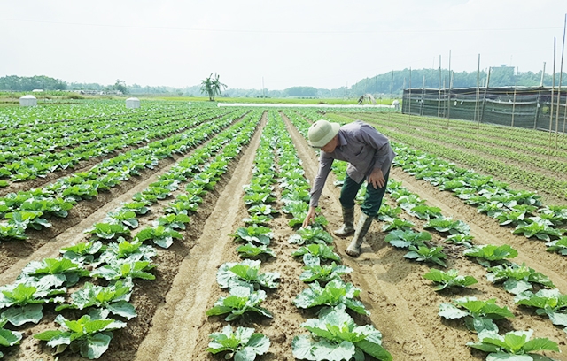 Quế Võ chú trọng phát triển HTX theo hướng hàng hóa gắn với ATLĐ