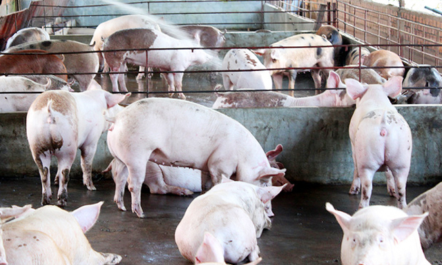 Cần kiểm soát chặt việc nhập khẩu lợn từ Trung Quốc