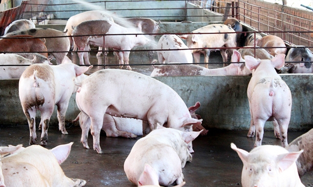Cần kiểm soát chặt việc nhập khẩu lợn từ Trung Quốc