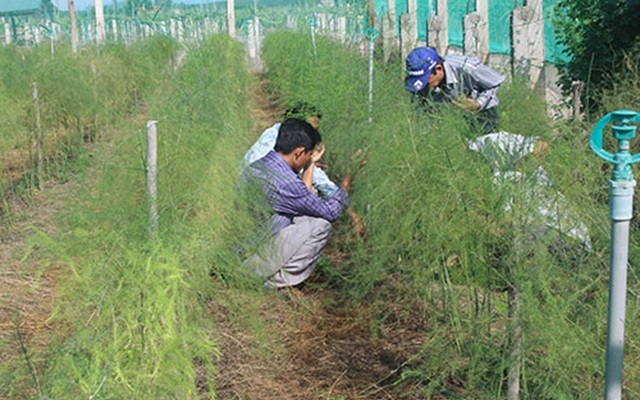 Vườn măng tây gia đình anh Lê Xuân Lực (Ảnh TTXVN)