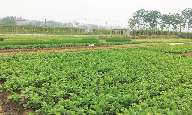 Cánh đồng sản xuất RHC của HTX Định Trung
