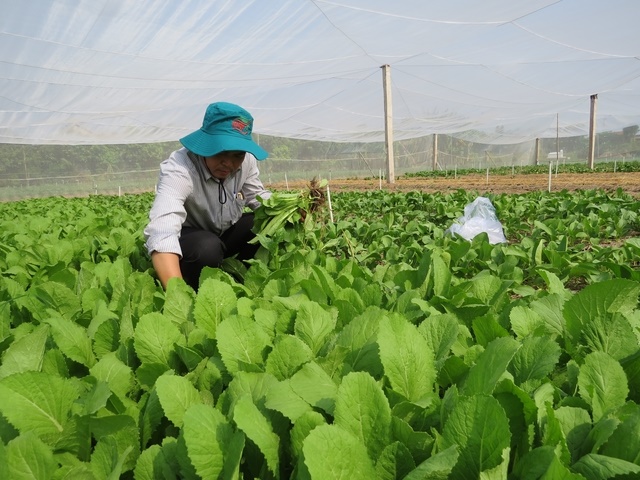 Trồng rau an toàn trái vụ là hướng đi hiệu quả của HTX