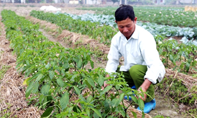 Nông dân xã Khánh Hồng (Yên Khánh) chăm sóc ớt phục vụ xuất khẩu