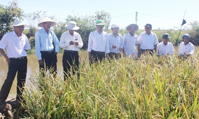 Mô hình trồng lúa hữu cơ của HTX