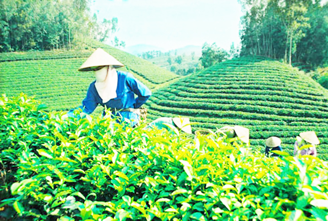 Thương hiệu chè Thanh Hà ngày càng được khẳng định nhờ sản xuất an toàn