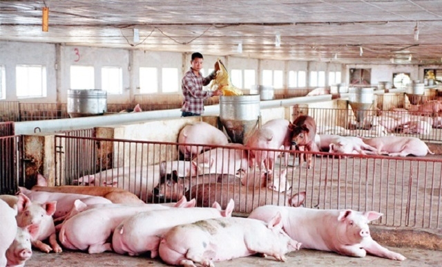 Giá lợn hiện ổn định ở mức có lợi cho người chăn nuôi.