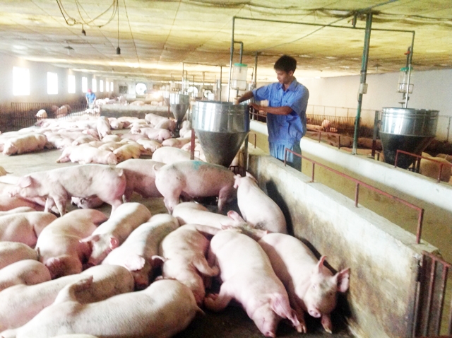 Mô hình chăn nuôi của HTX đang mang lại lợi ích kép về kinh tế, ATVSLĐ và môi trường