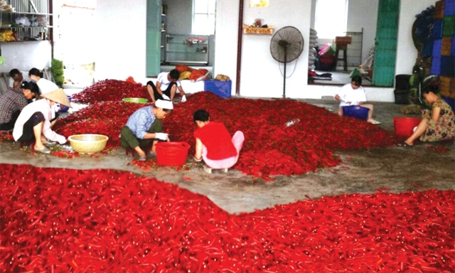 Thành viên HTX đang phân loại ớt đỏ